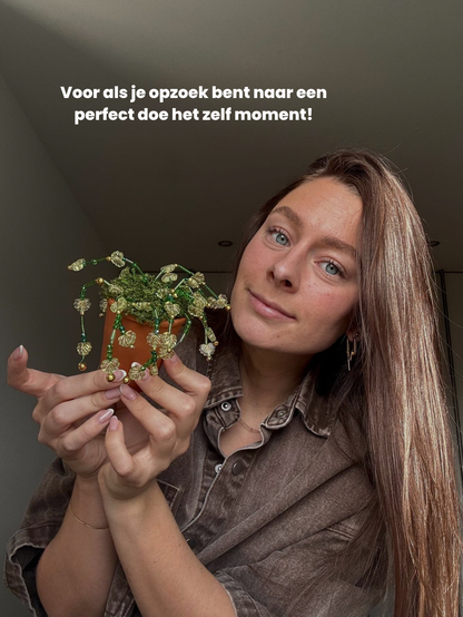 Maak thuis je eigen kralenplant - Gouden Bloei