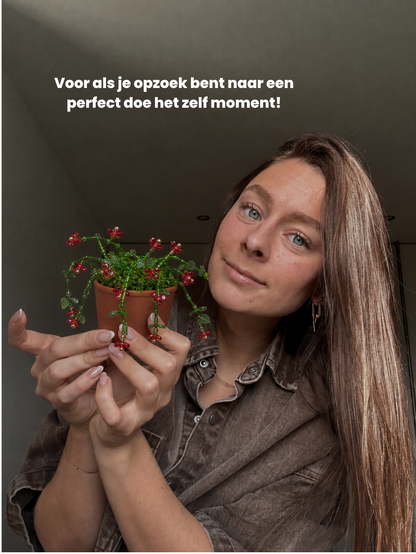 Maak thuis je eigen kralenplant - Rode Bloei